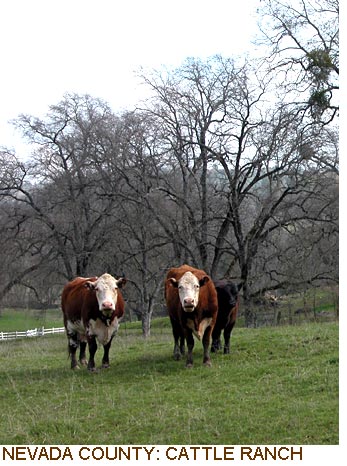 Nevada County: Cattle Ranch