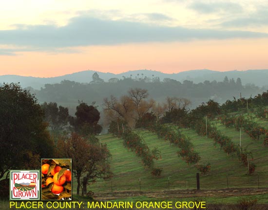 Placer County: Mandarin Orange Grove, Photo: W. Carroll