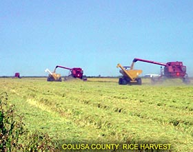 Colusa County:Rice Harvest