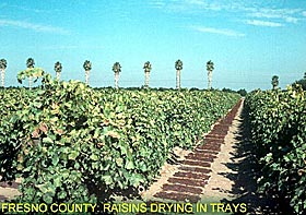 Fresno County: Raisins drying in trays