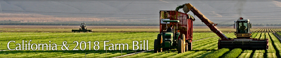 Kern County Parsley field
