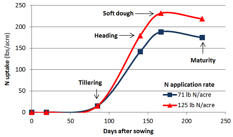 Barley nitrogen uptake curve