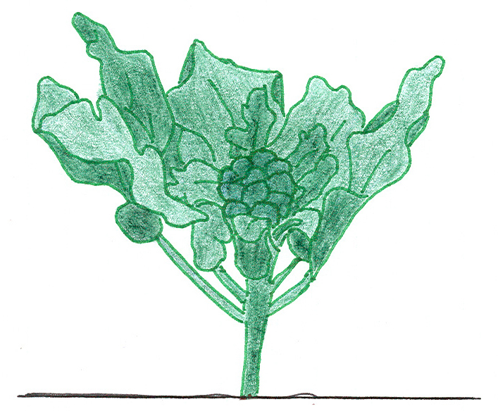 Broccoli Image