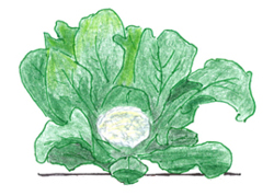 Cauliflower Image