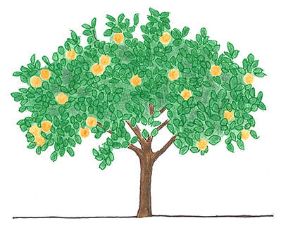 Citrus Image