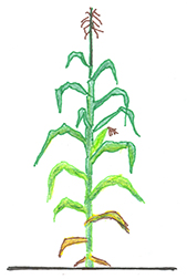 Corn Image