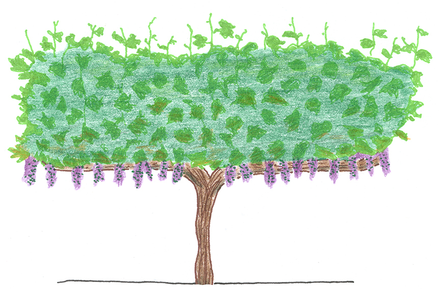 Grape Image
