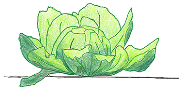 Lettuce Image