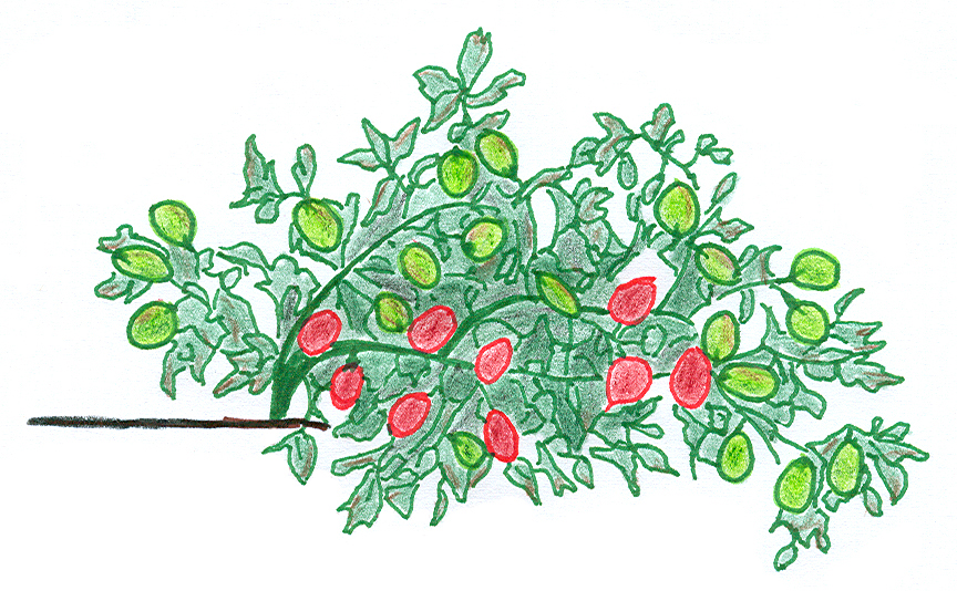 Tomato Image