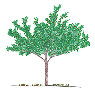 Walnut Image
