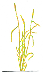Wheat Image