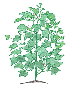 Cotton Image