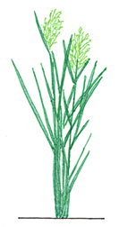 Rice Image