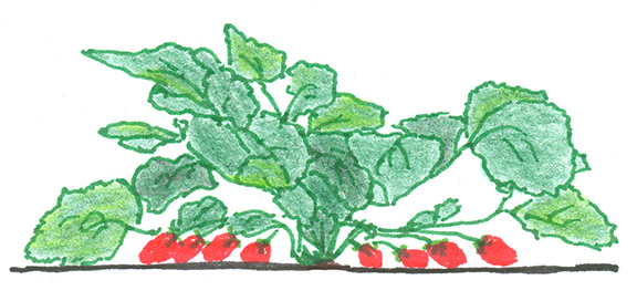 Strawberry Image