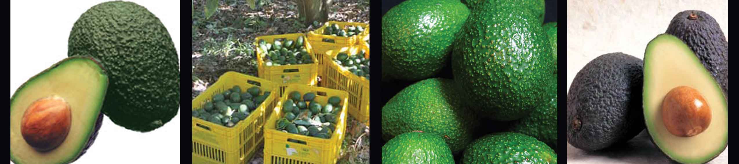 Avocado Inspection Program
