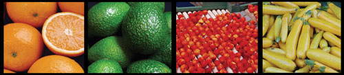 Inspection and Compliance Branch, oranges, cherries, avocados and squash
