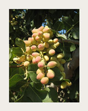 Pistachios
