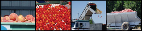 Shipping Point Inspection, Peaches, Cherries, truck loading peaches, trailer full of peaches