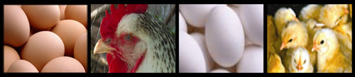 Egg Quality Control