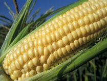 Whole Corn