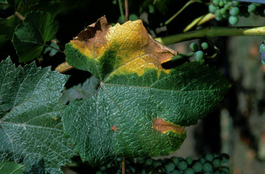 Pierce's disease (photo from University of California)