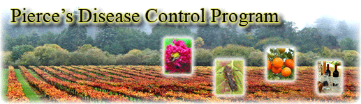 Courtesy of Ed Williams, CDFA: Grape vineyard with small pictures of crepe myrtle, a GWSS, oranges and bottles of wine.