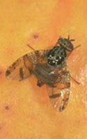 Mediterranean Fruit Fly