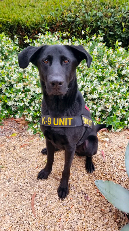 Detector Dog Doomis