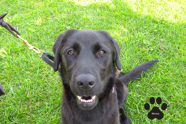 Detector Dog Ebony