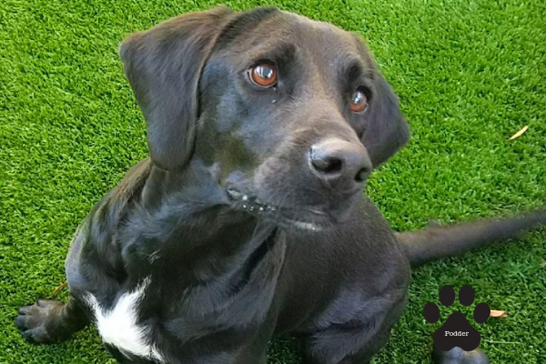 Detector Dog Podder Detector Dog Podder
