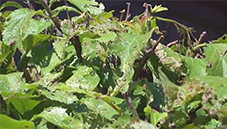 japanese beetle eradication image