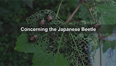 japanese beetle eradication image