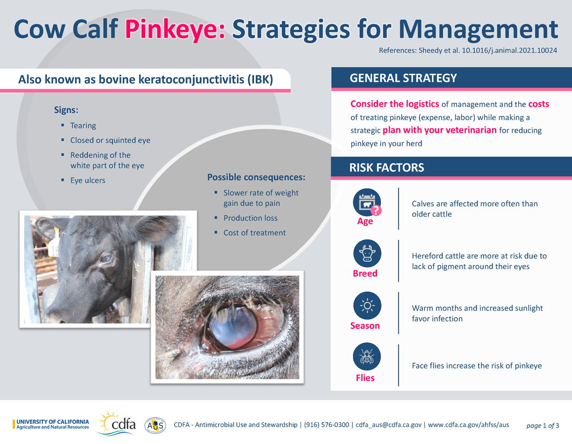 Cow Calf Pinkeye: Strategies for Management thumbnail