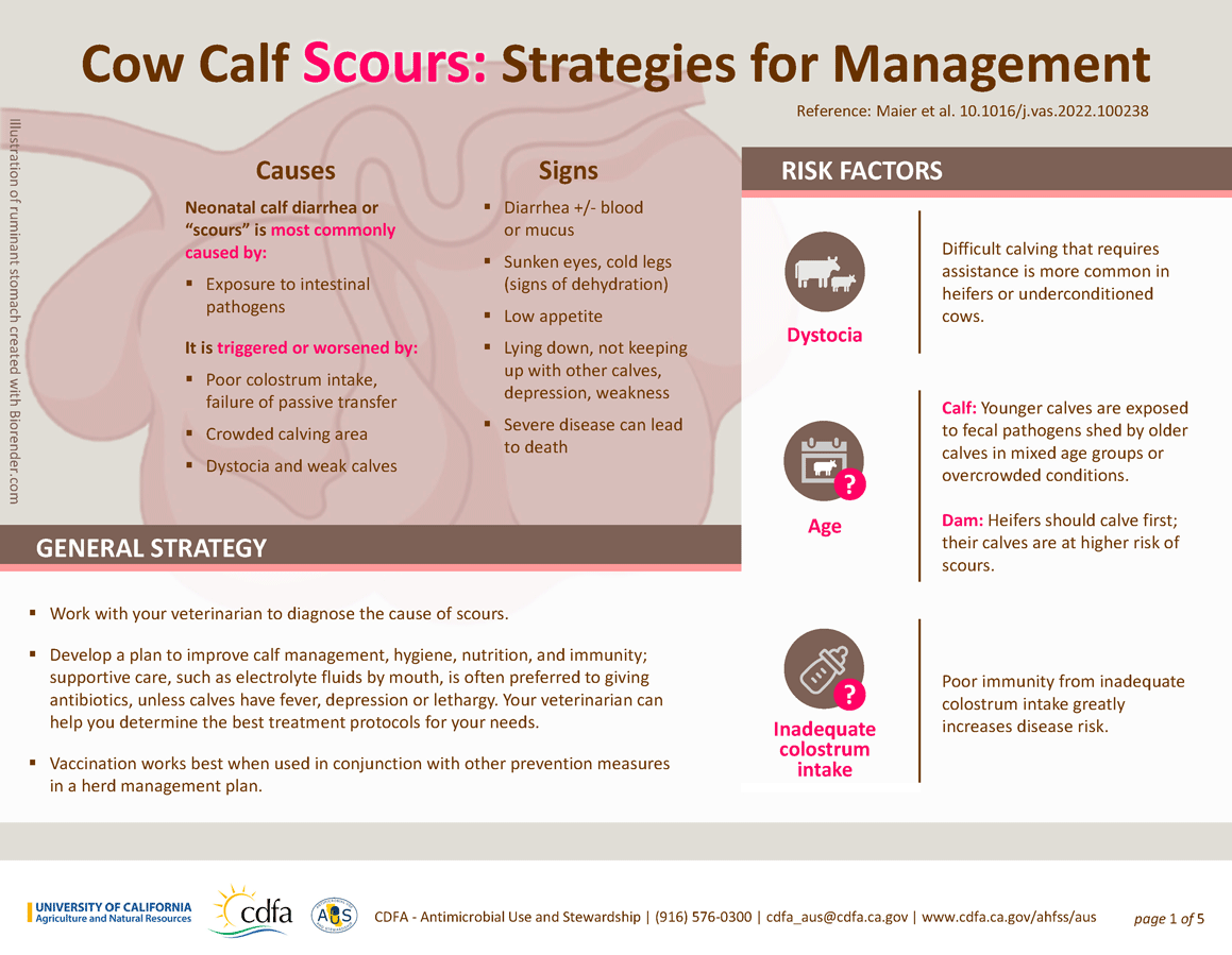 Cow Calf Scours: Strategies for Management thumbnail