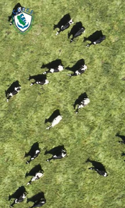 Evacuating Livestock During Flood