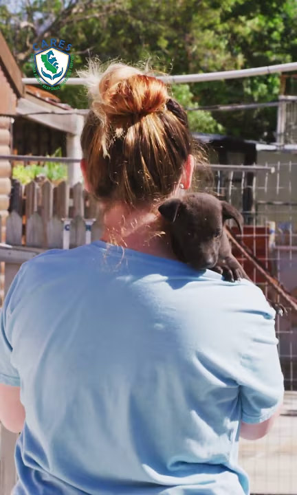 Los Angeles Fires Animal Sheltering