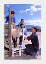 From ARS Library, assistants keep a sheep calm while veterinarian draws blood to test for genetic resistance to scrapie.