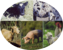 collage of animals including cow, horse, goat, pic and chickens