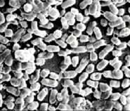 Germs magnified x1000
