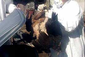 chickens being euthanized