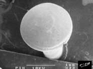 Pin Head magnified x33