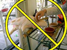 Don't permit touching of birds