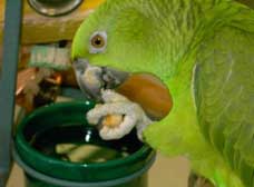 A bird with fresh vegetables