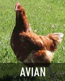 Avian Health