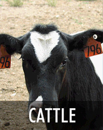 Cattle Health
