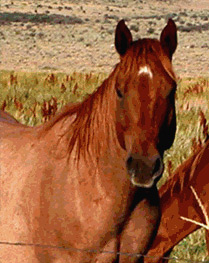 Equine Health Information and Resources