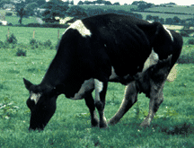 BSE cow in England