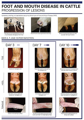 foot and mouth disease progression of lesions in cattle