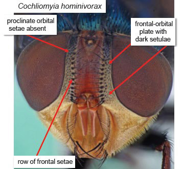 New World Screwworm - adult