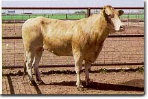 Yellow Cow